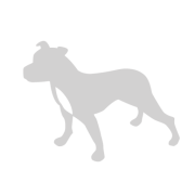 greydog-landingpage.pages.dev favicon